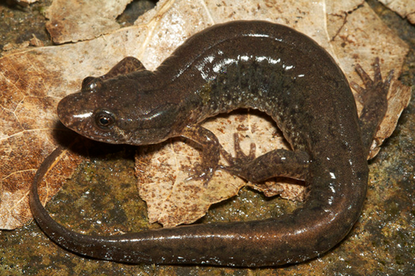 Northern and Spotted Dusky Salamanders