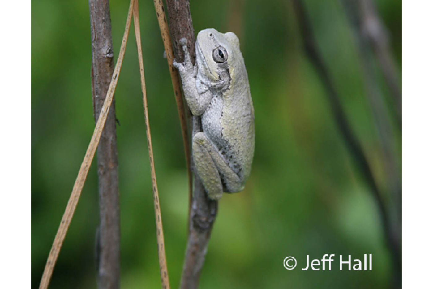Pine Woods Treefrog