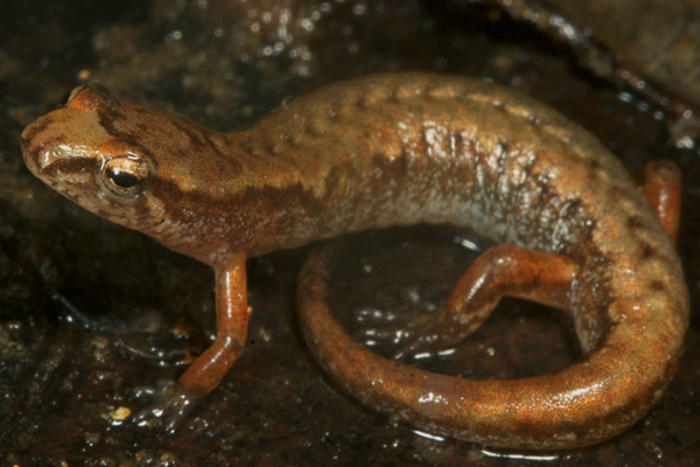 Pygmy Salamander in the mud