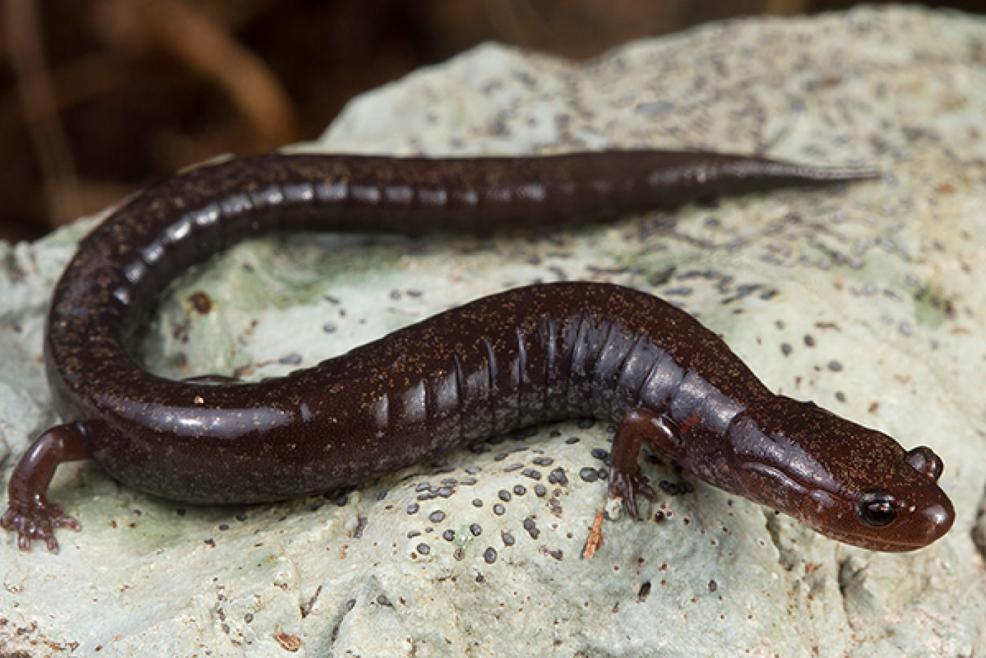 A brown Ravine Salamander on a rock
