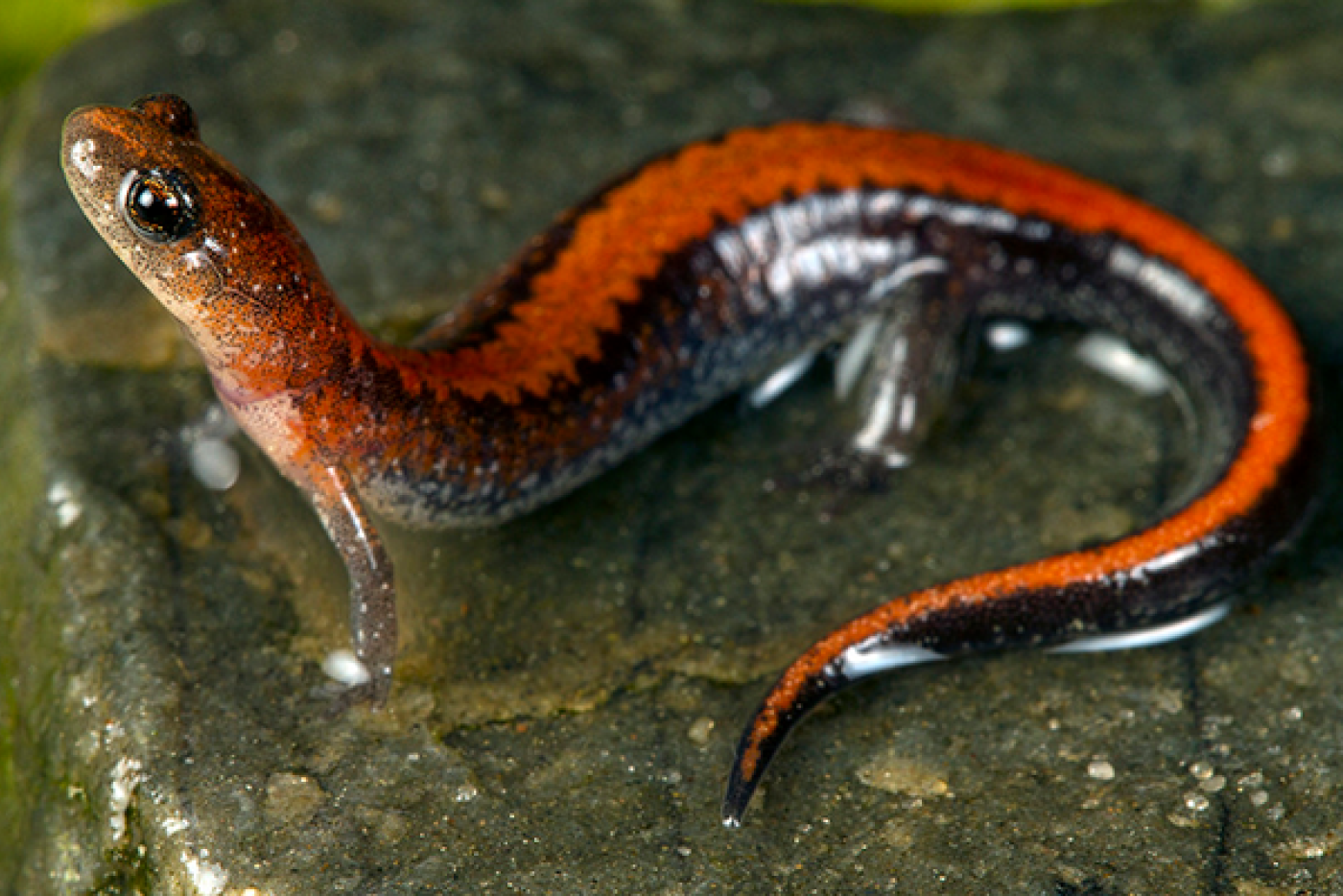 Red-Backed Salamander