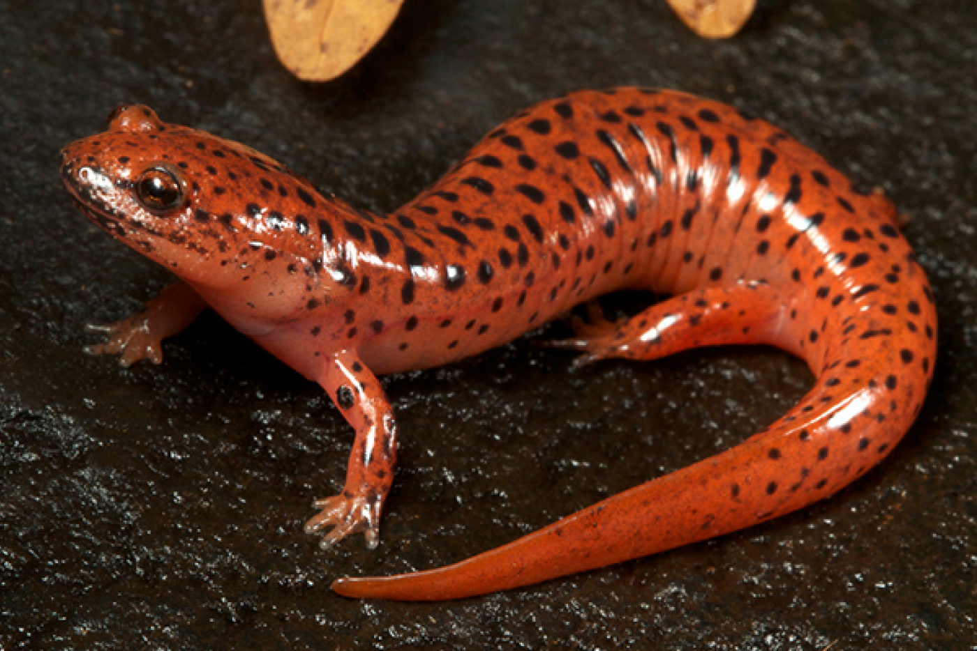 Red Salamander with black spots in the dirt