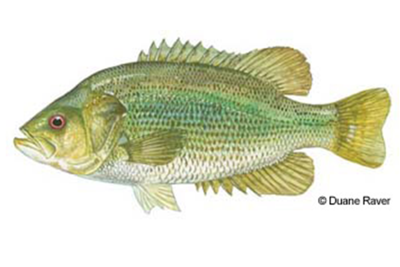 Roanoke bass