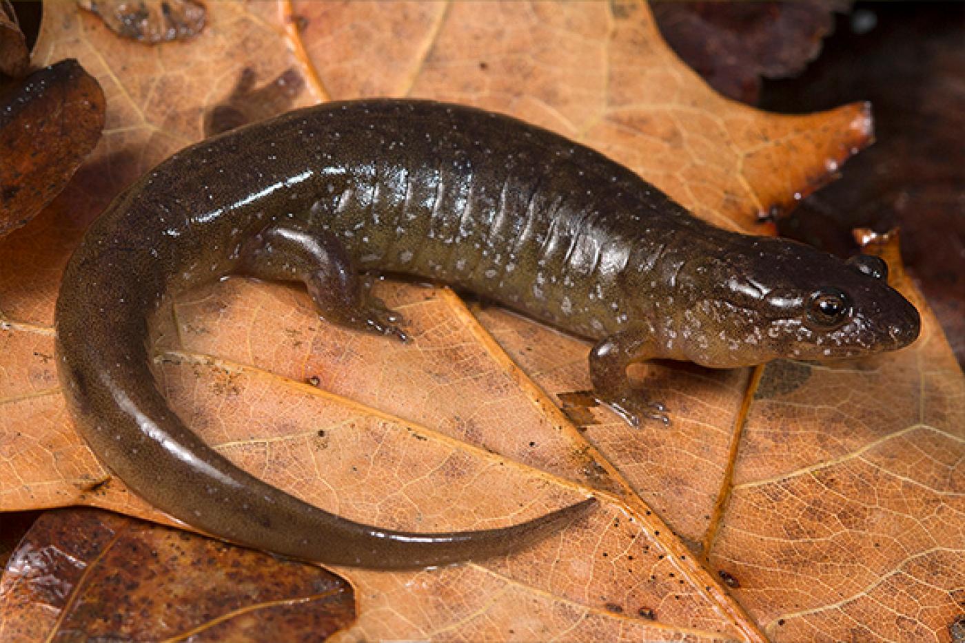 Santeetlah Dusky Salamander laying on orange leaf