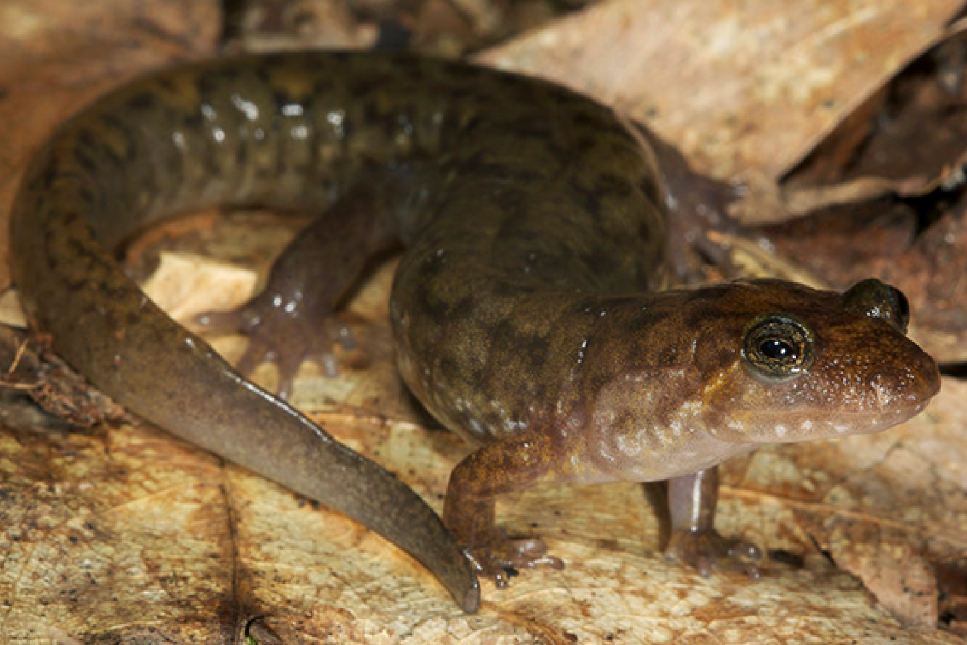 Seal Salamander