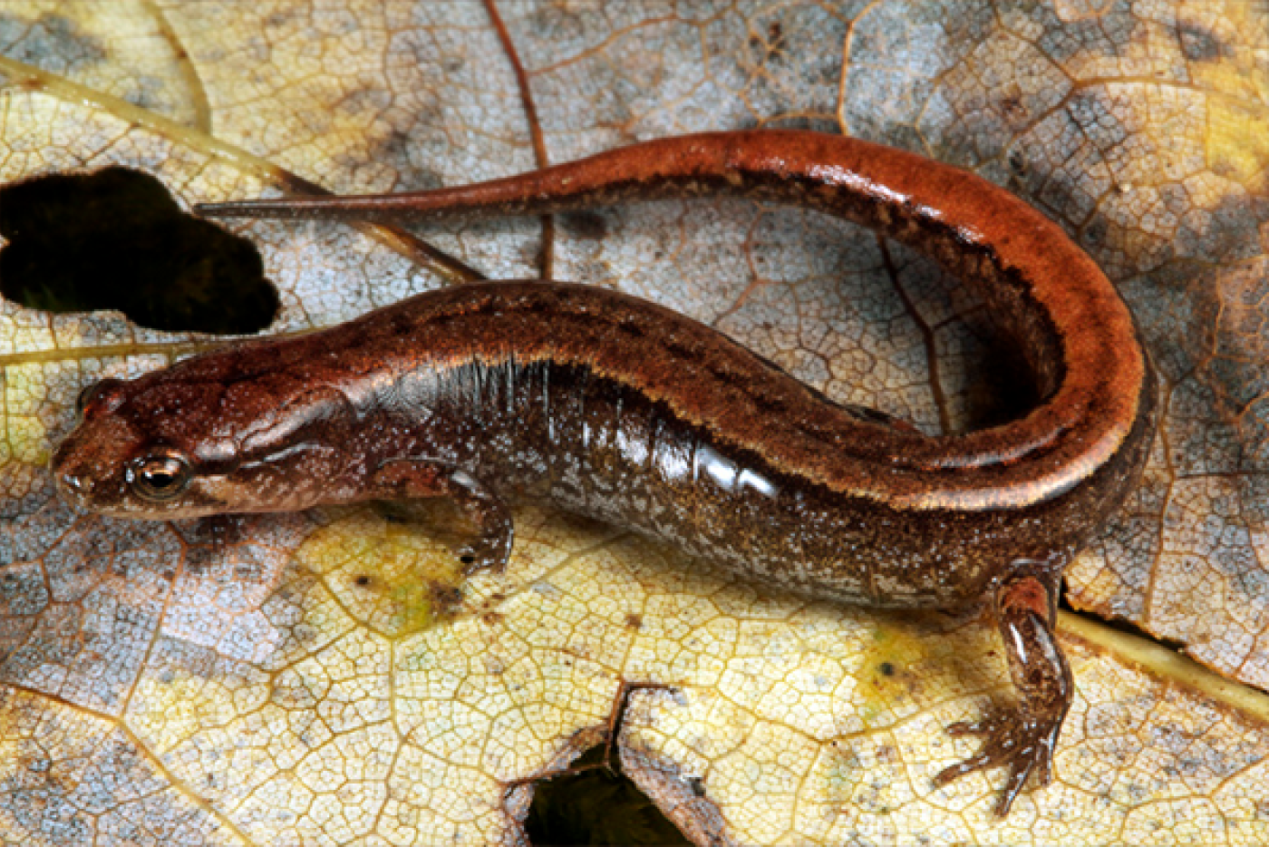 Seapage Salamander laying on dead leaf