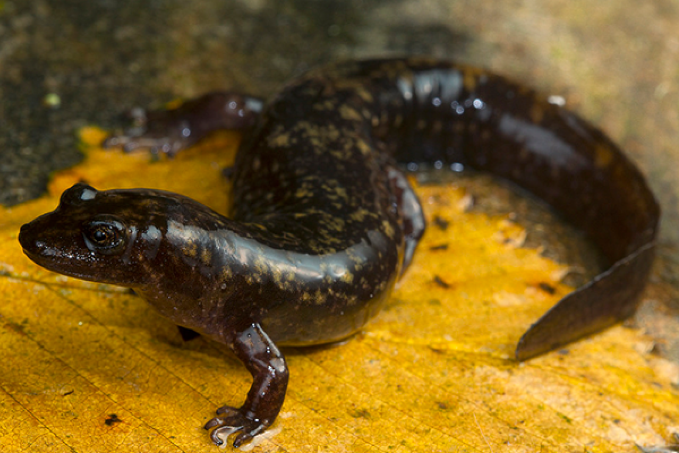 Shovel-Nosed Salamander walking on a yellow leaf