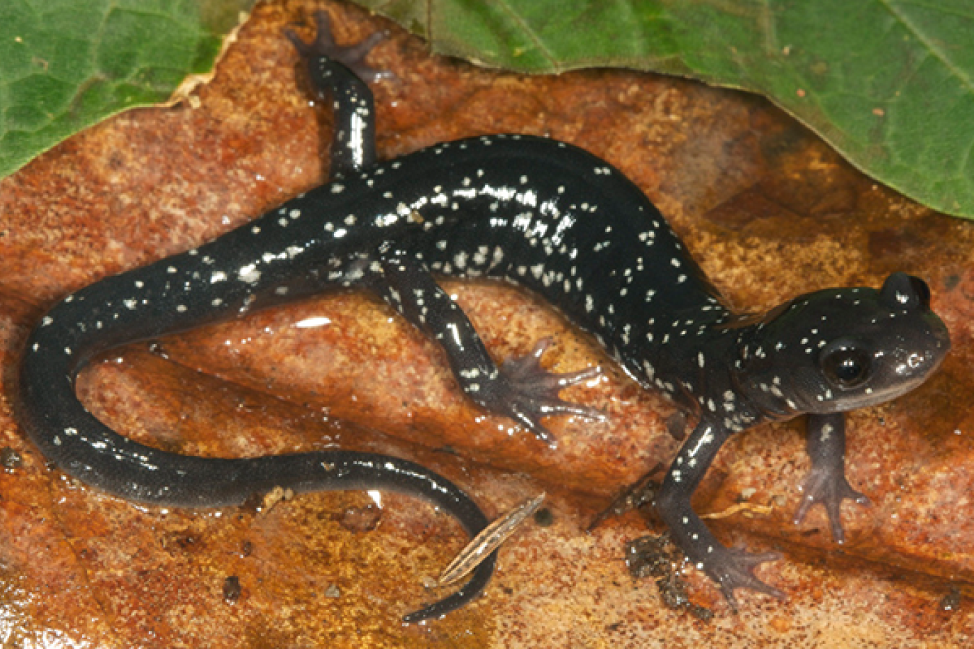 Slimy Salamander Complex