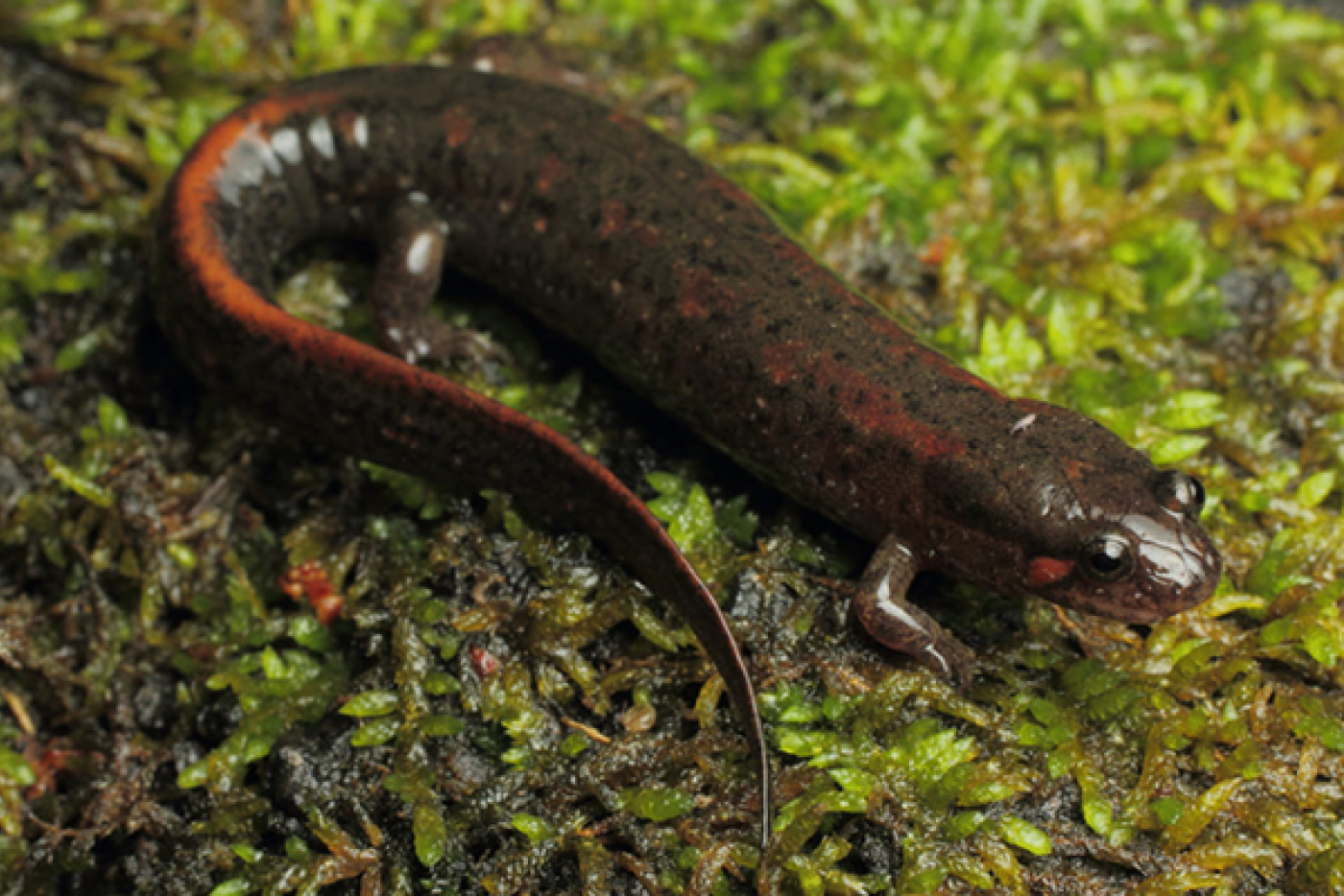 Southern Dusky Salamander laying on moss