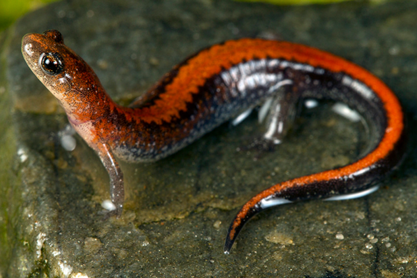 Southern Red-Backed Salamander 