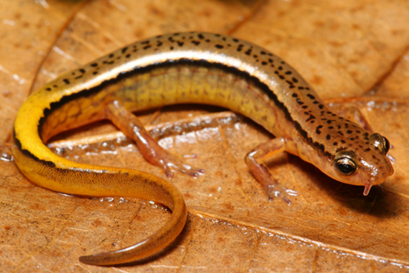 A yellow Southern Two-Lined Salamander laying on orange leaf