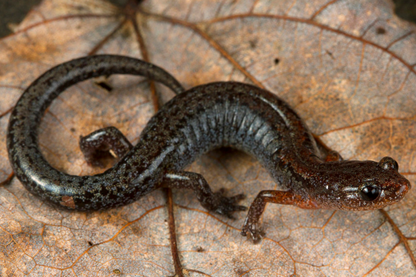 Black Southern Zigzag Salamander on dead leaf