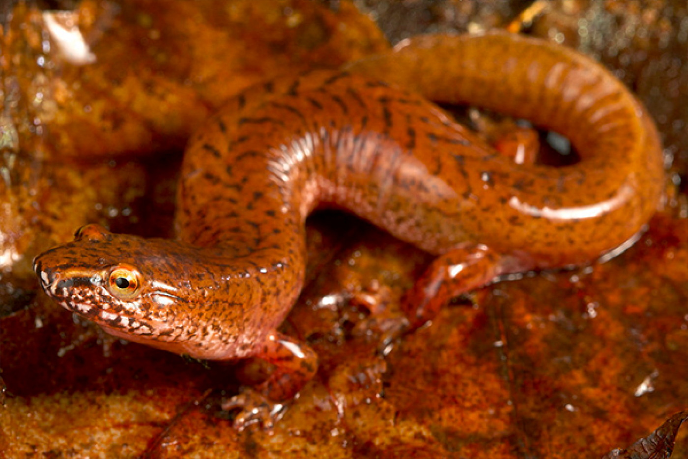 Orange Spring Salamander on a wet leaf