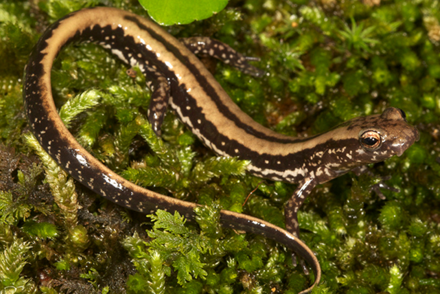 Three-Lined-Salamander laying on moss