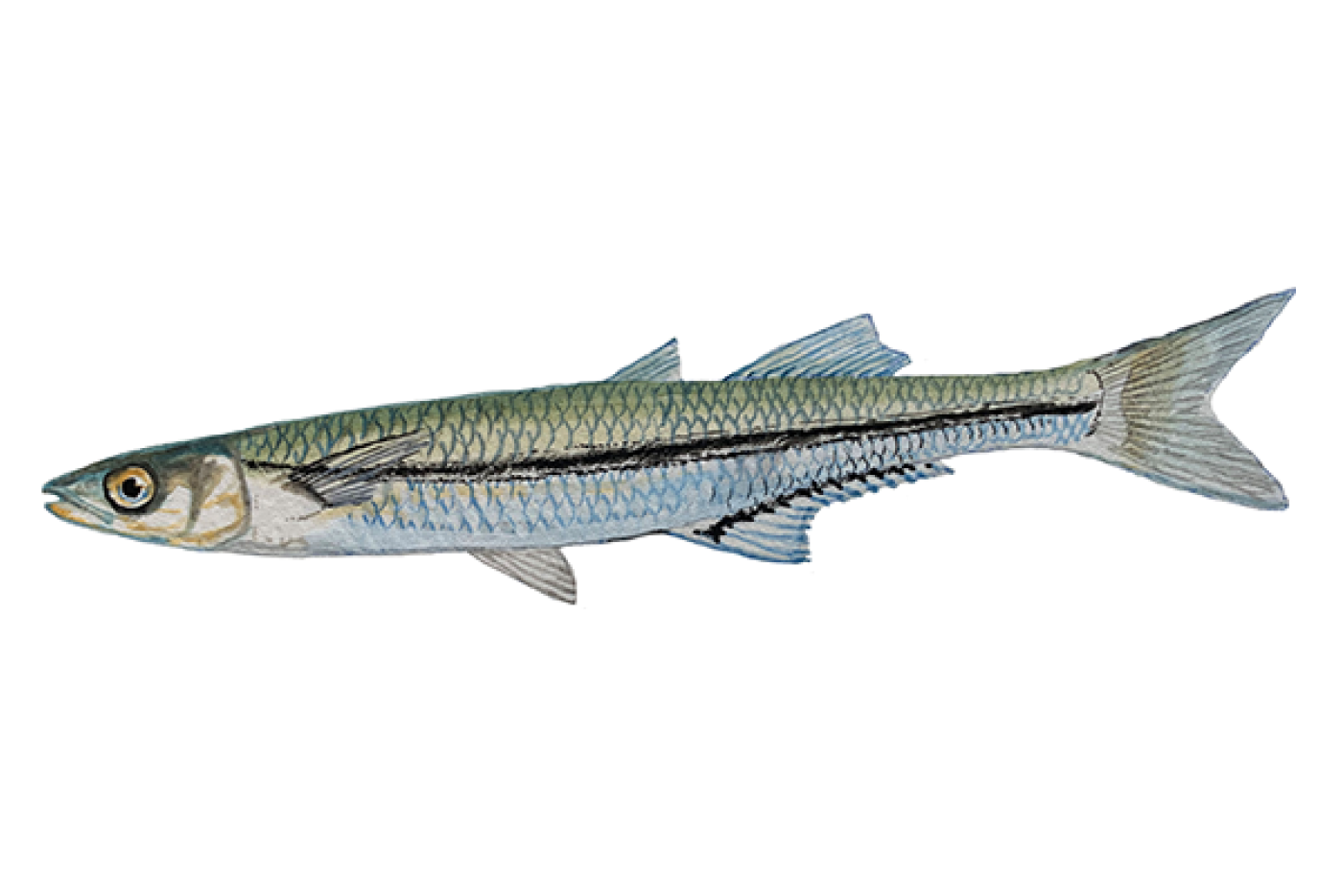 Waccamaw Silverside Fish