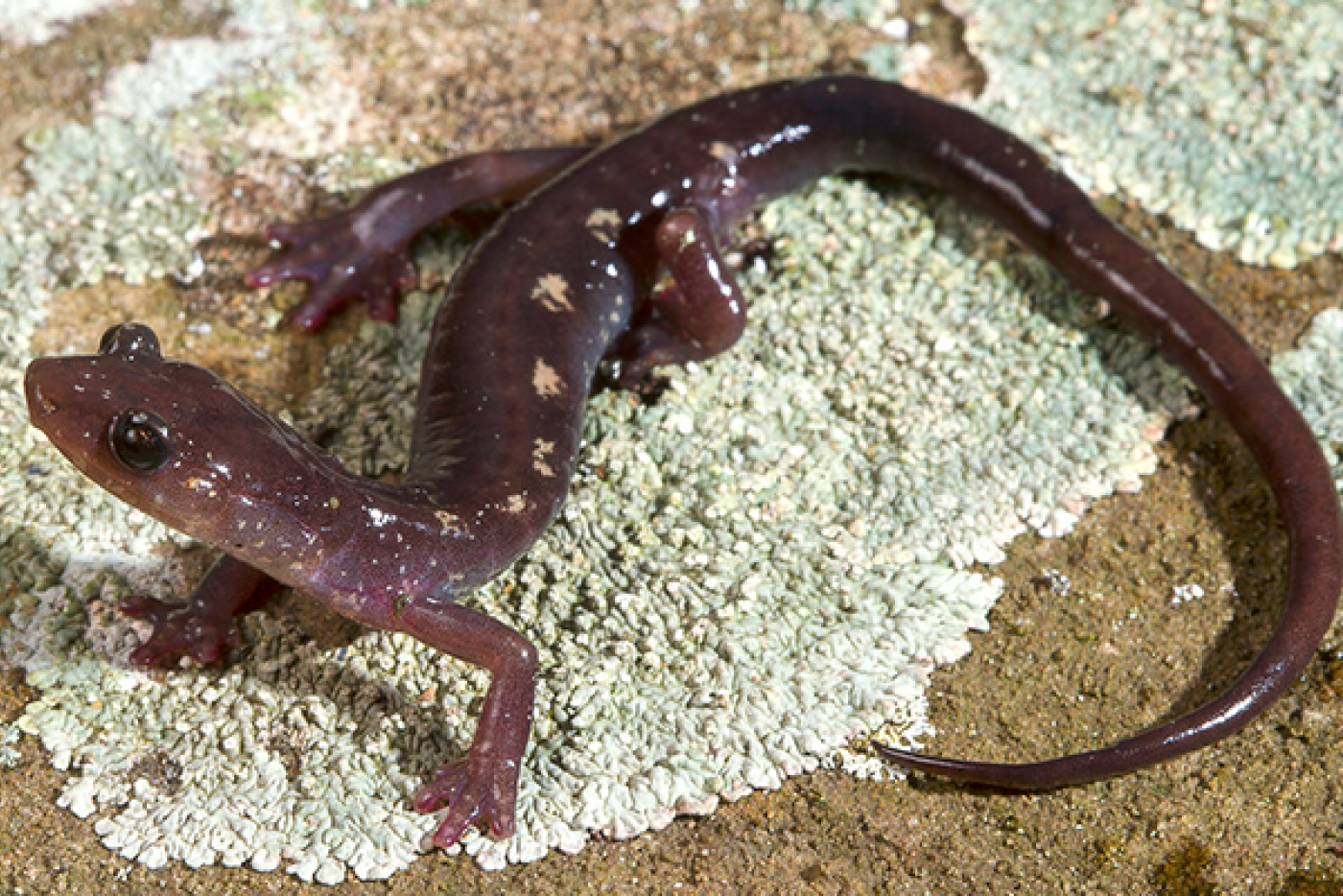 Wehrle's Salamander