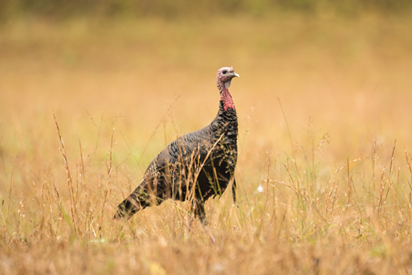 A wild turkey standing in a meadow of tall grasses