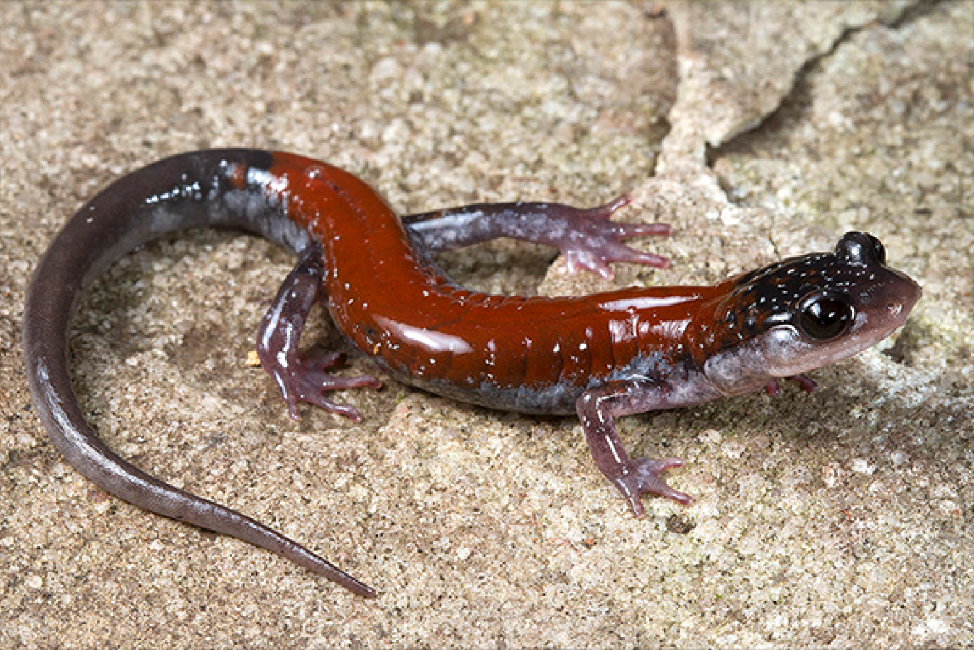 Gray and red Yonahlossee Salamander laying on a rock