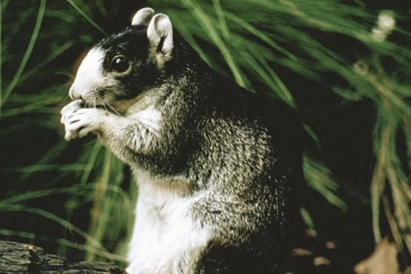 fox squirrel on a tree with greenery behind it