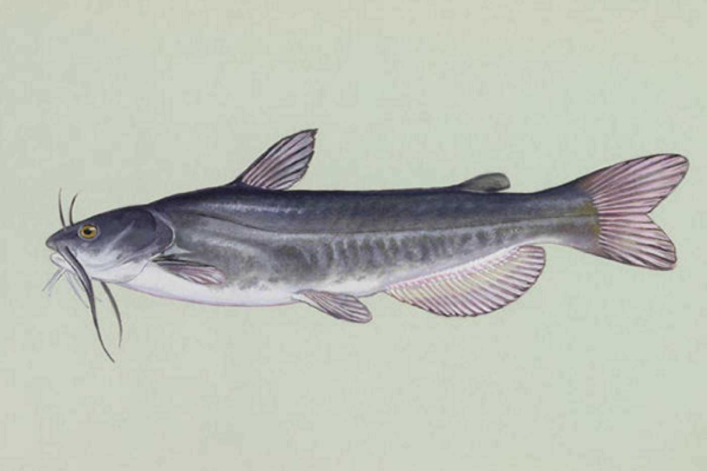 White Catfish
