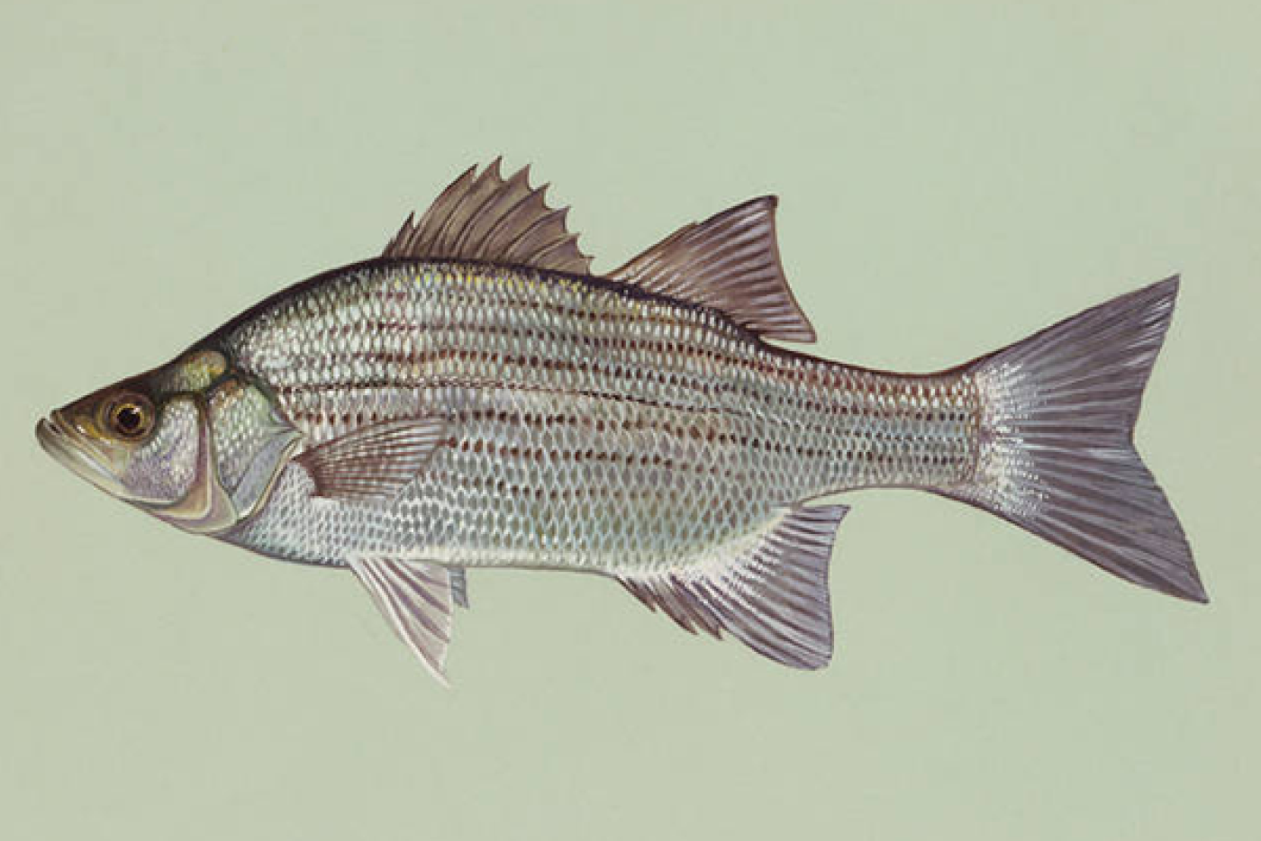 White Bass