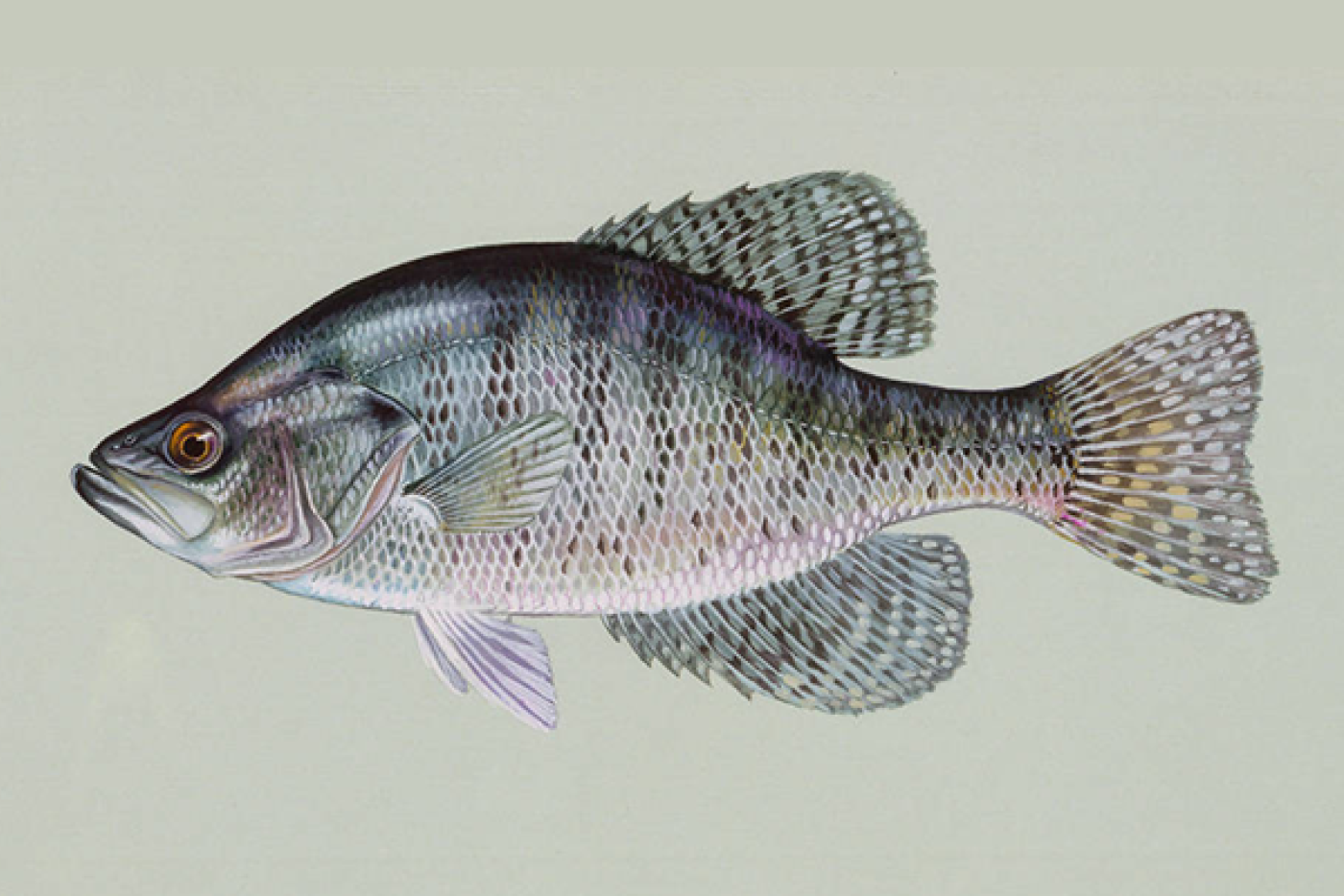 White Crappie