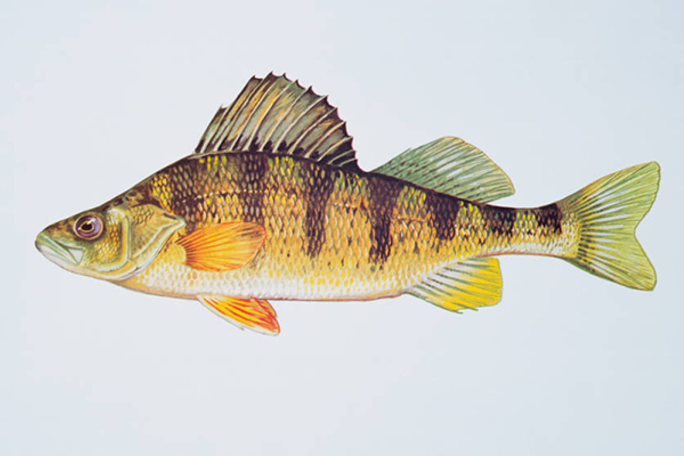 Yellow Perch