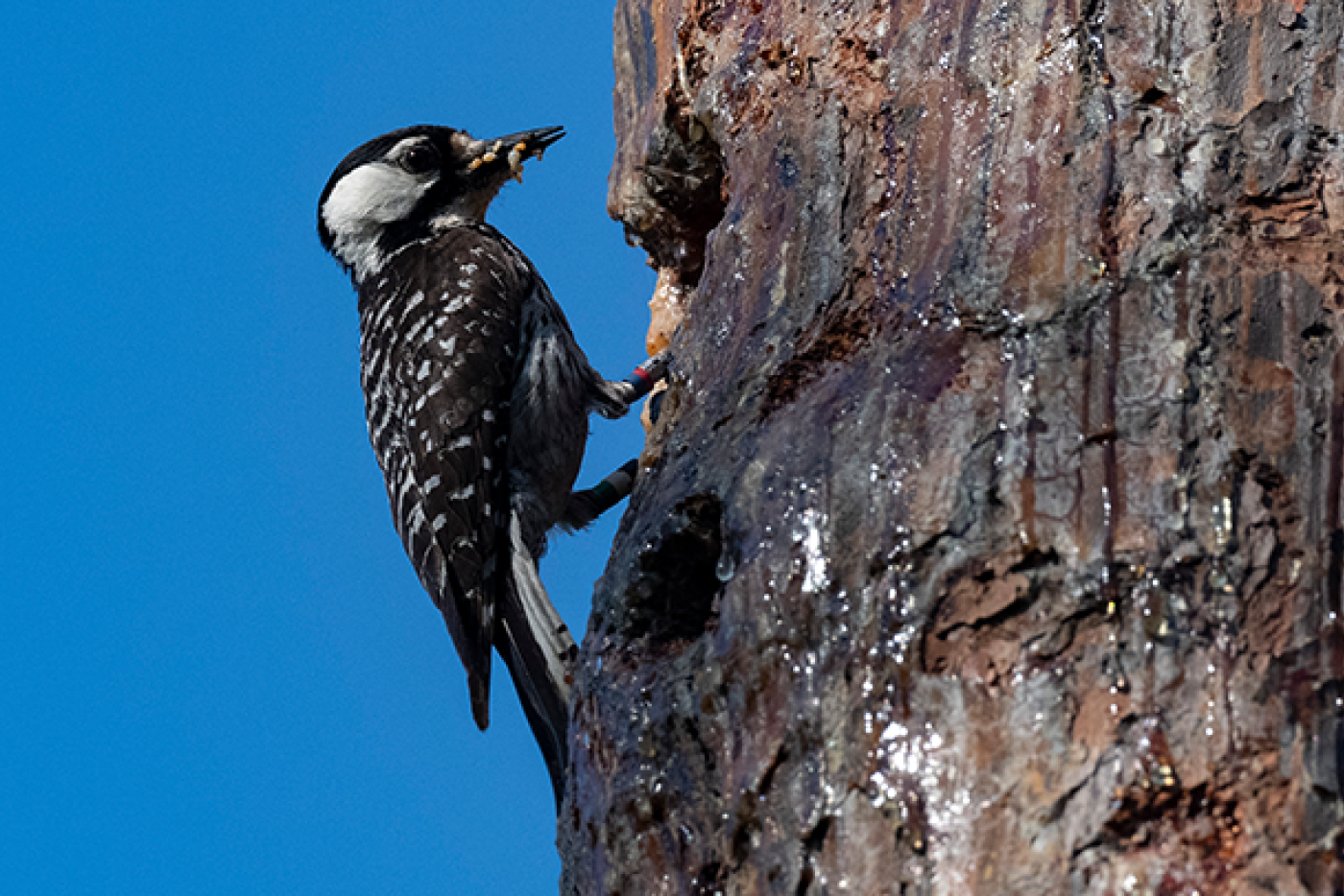 A red cockaded woodpecker with insects in its bill brings food to the tree cavity