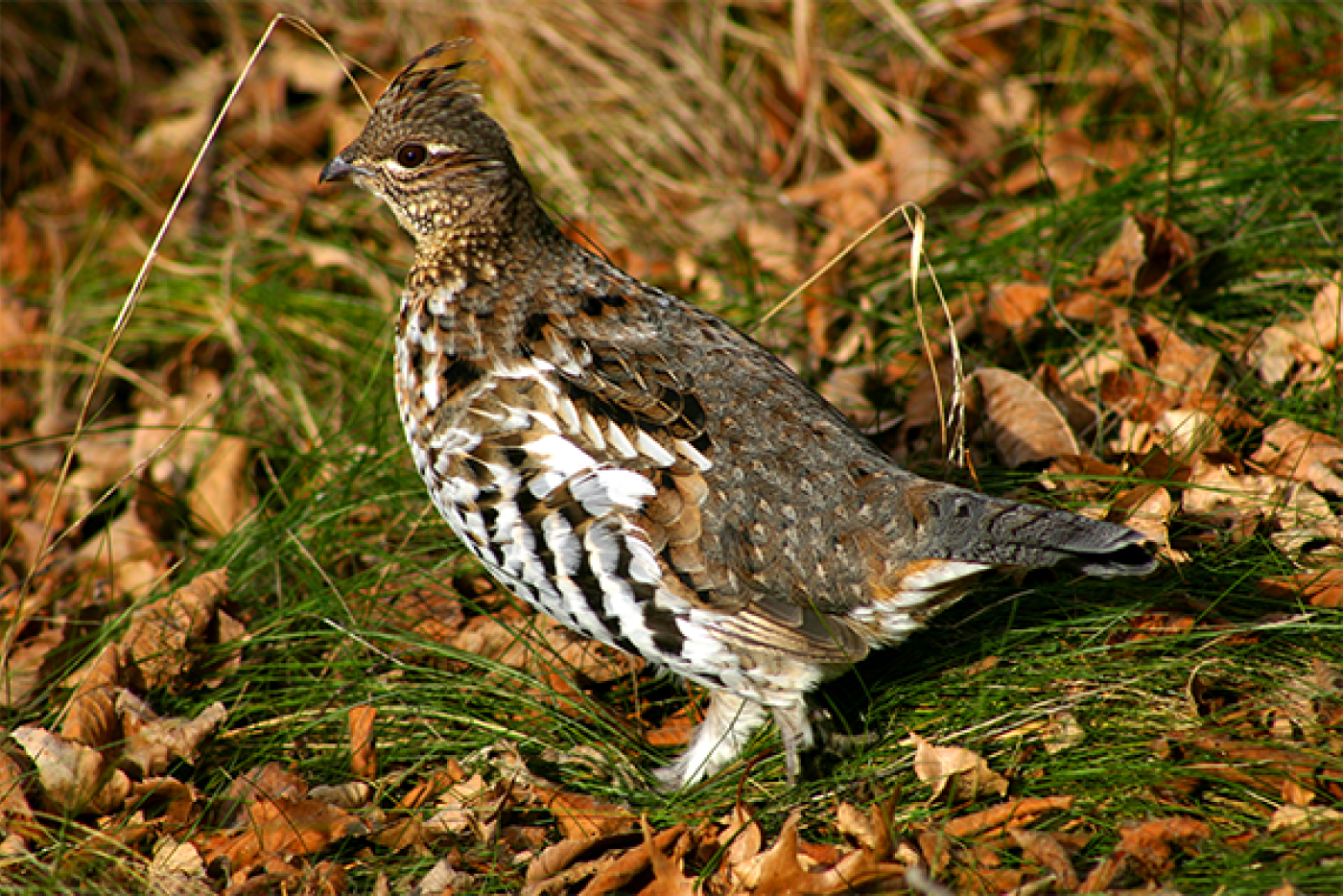 a ruffed grouse facing sideways showing off its profile with a blend of colors in its feathers disguising it well among the leaves in the background