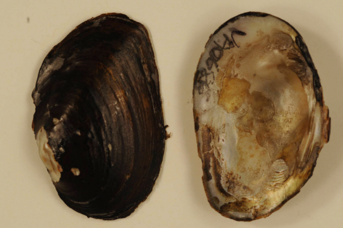 Atlantic pigtoe