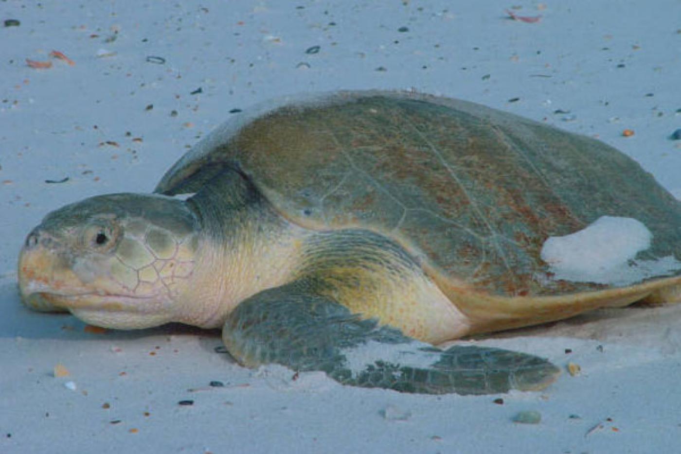 Atlantic Ridley Turtle