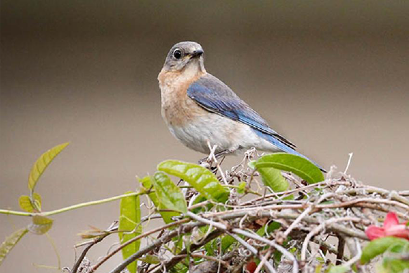 Eastern Blue Bird