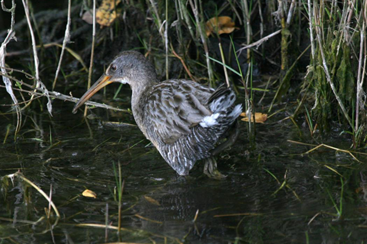 Clapper Rail