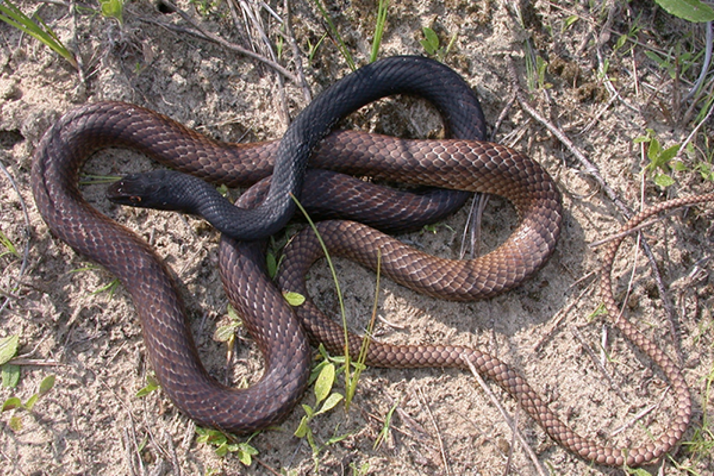 Coachwhip snake