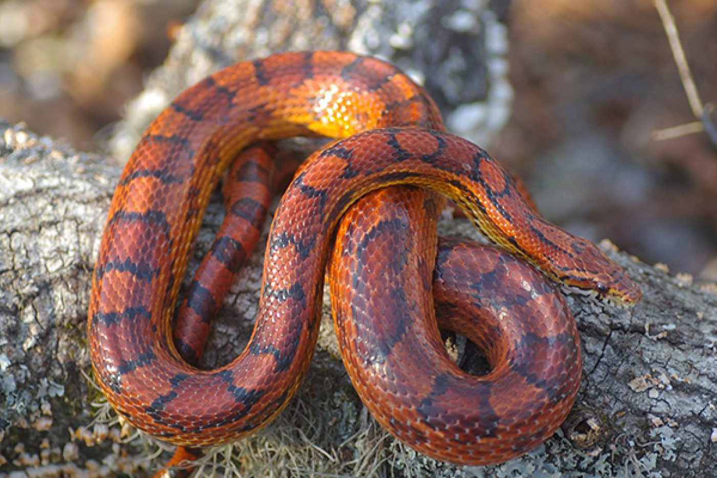Corn Snake