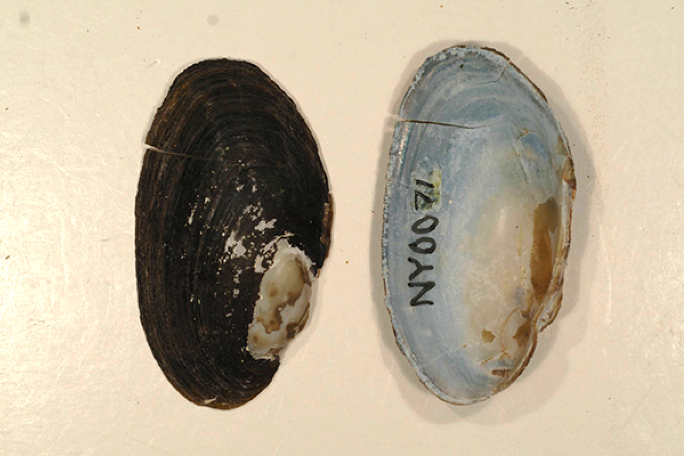 creeper mussel