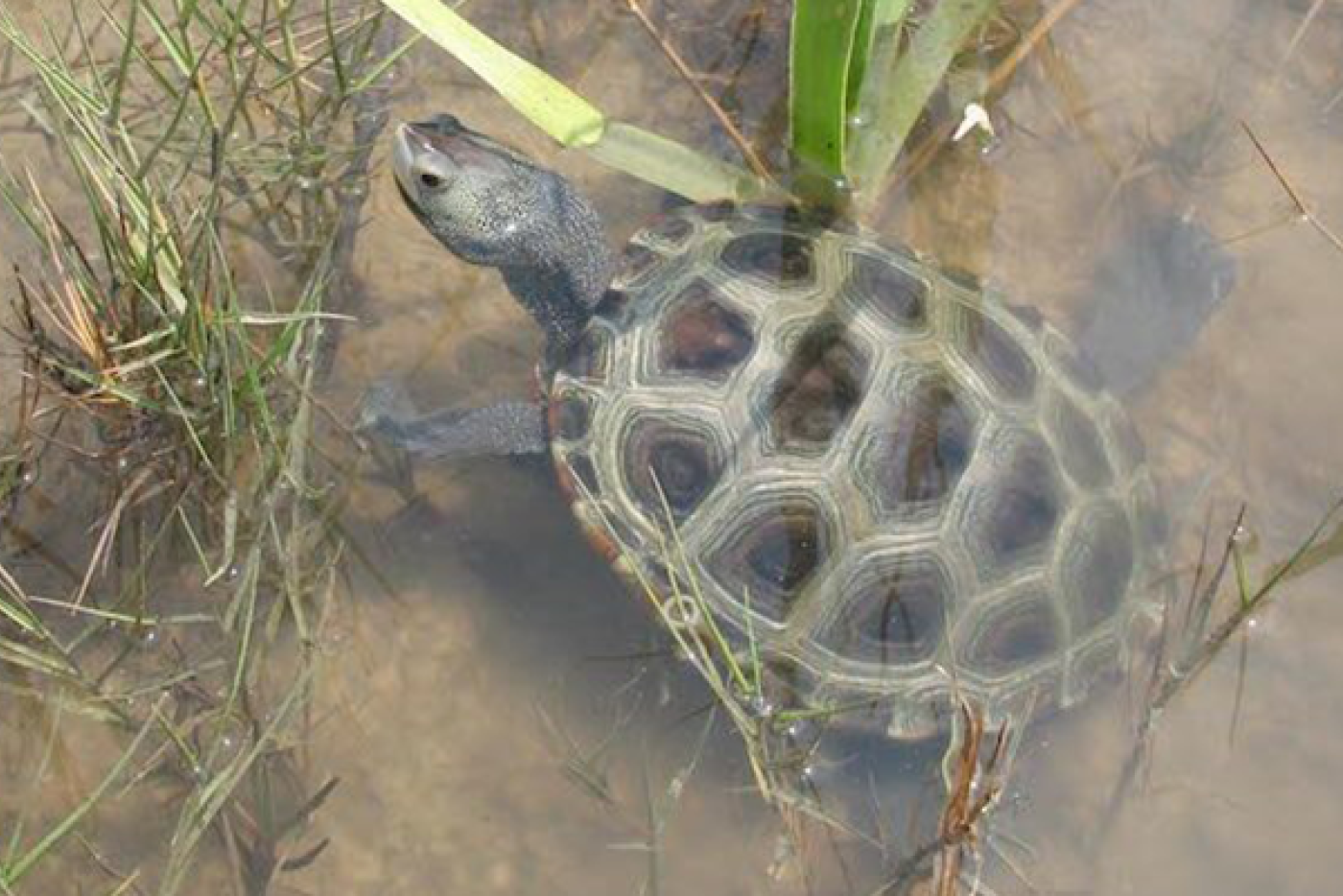 Diamondback Terrapin Turtle