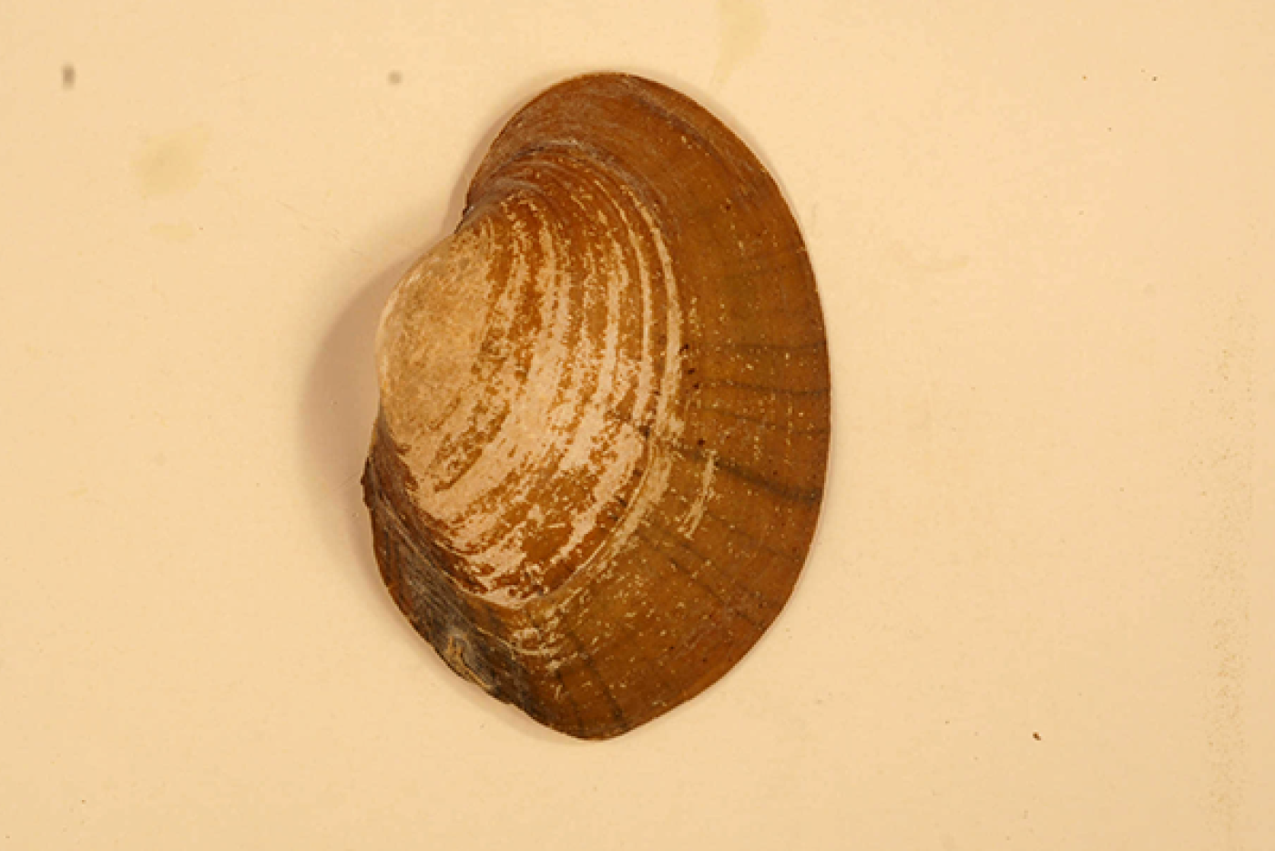 Eastern Lampmussel exterior