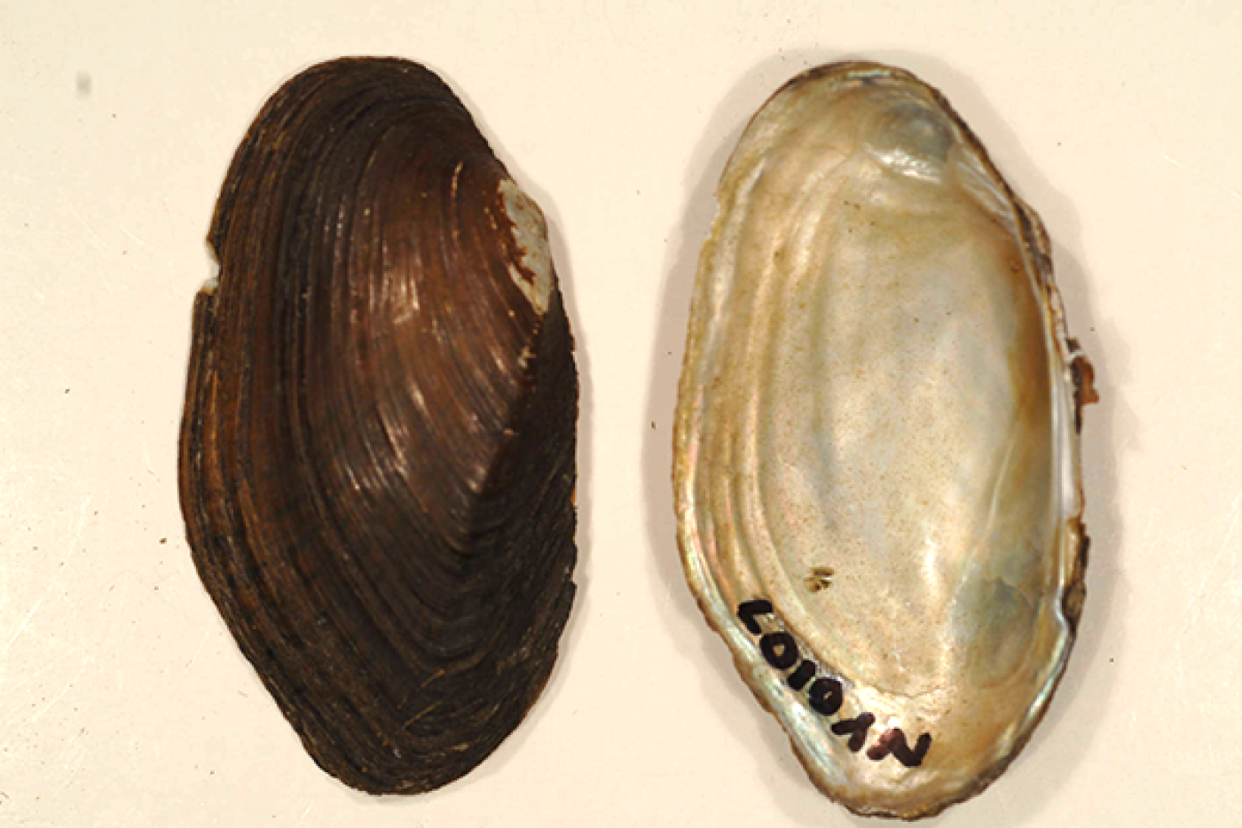 Eastern Pondmussel
