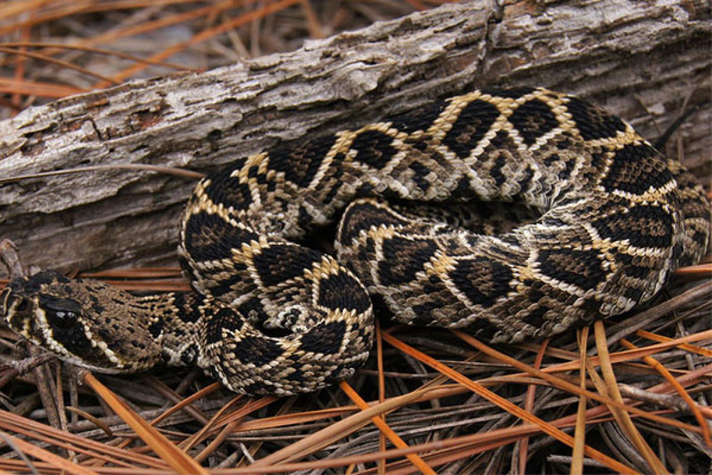 Eastern Diamond Rattlesnake