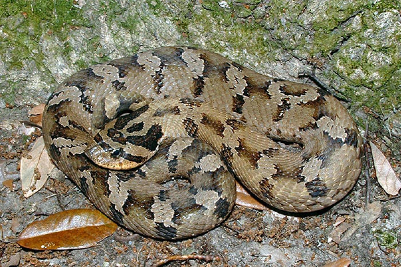 Eastern Hognose Snake