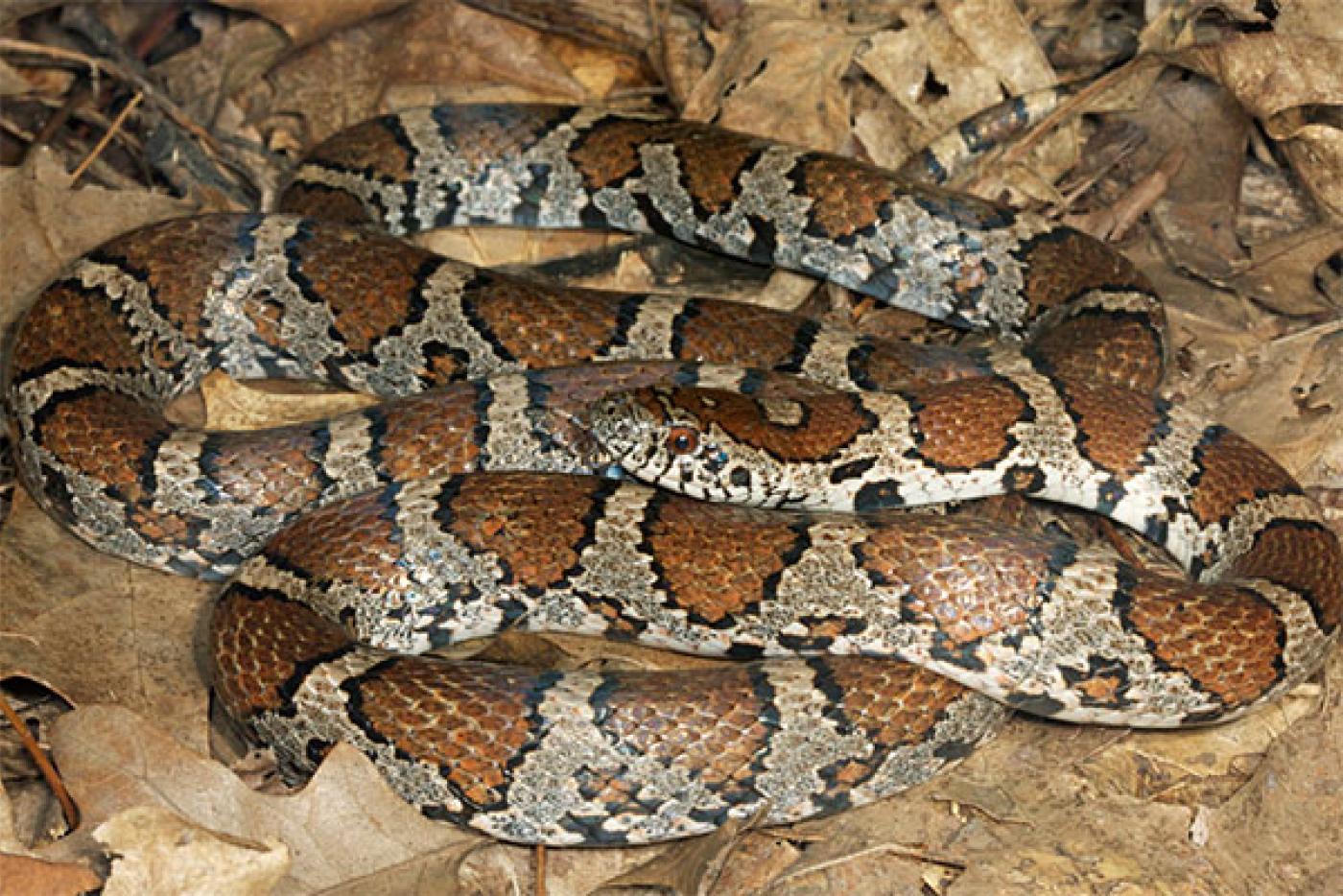 Eastern Milksnake