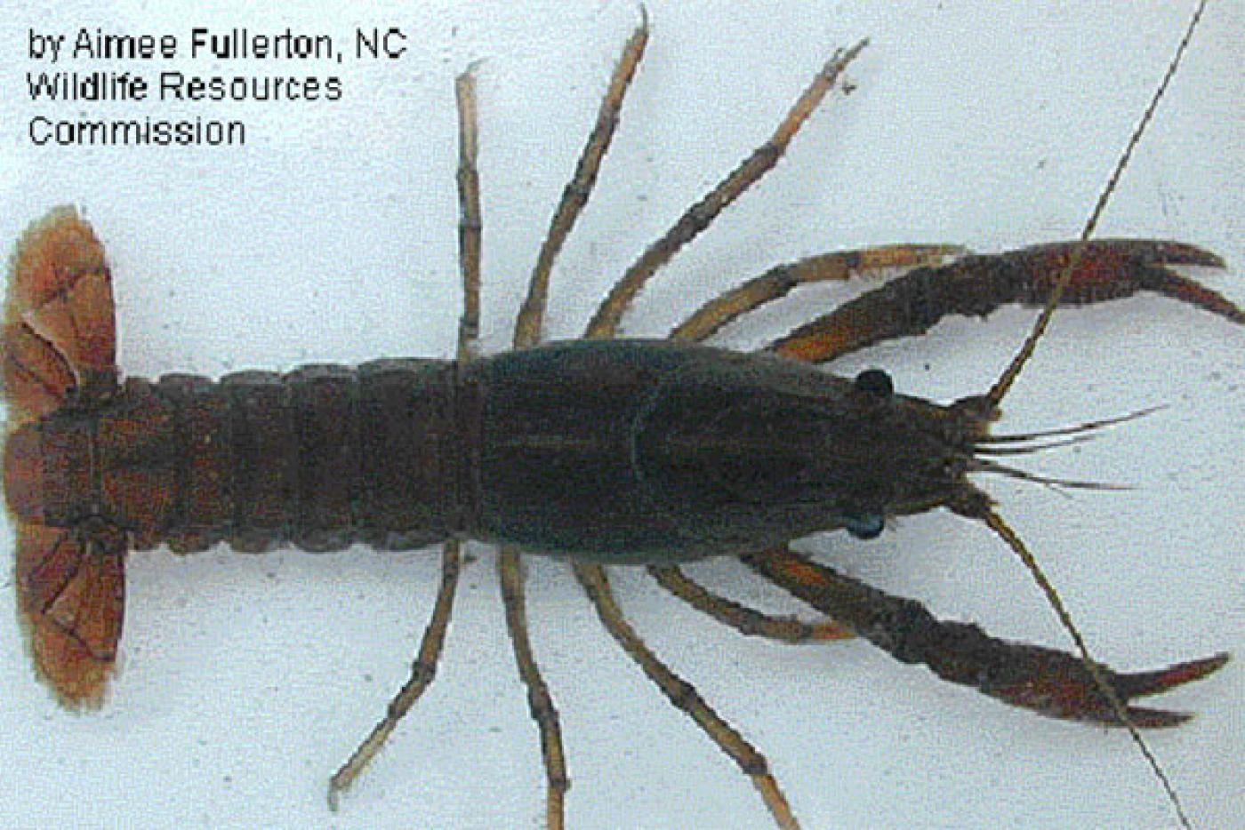 Edisto Crayfish