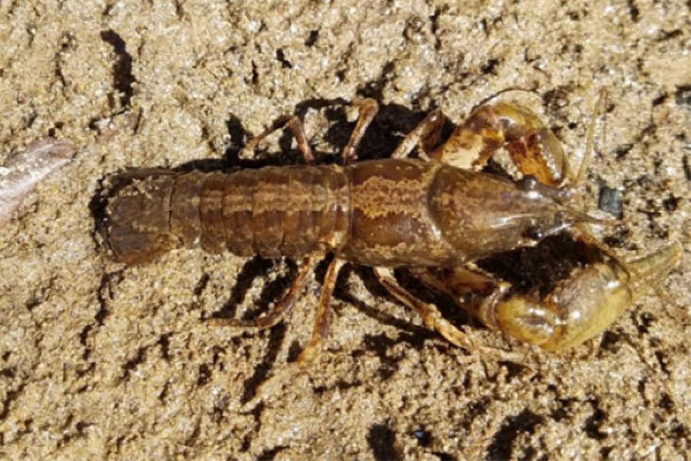 French Broad Crayfish