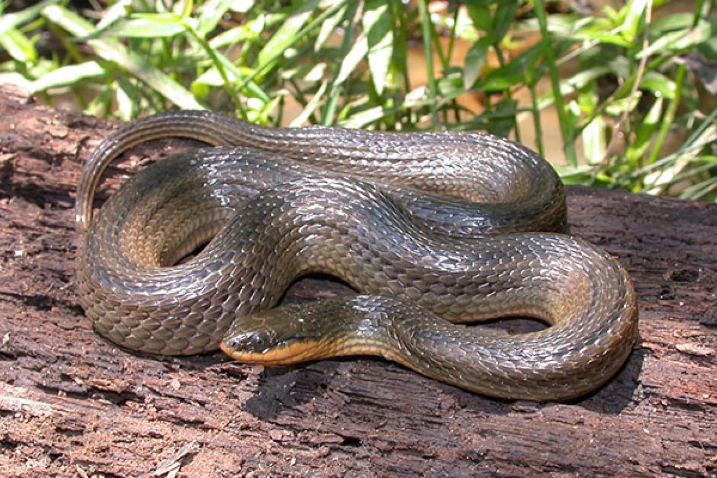 Glossy Crayfish Snake