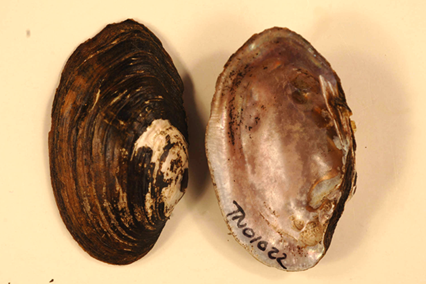 Mountain Creekshell