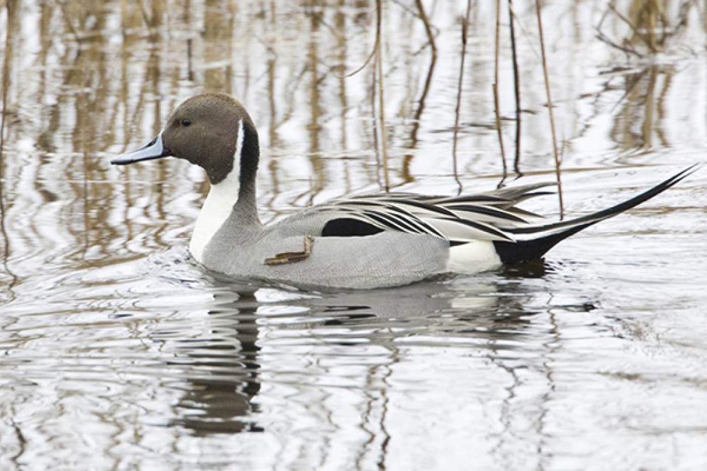 Northern Pintail Bird
