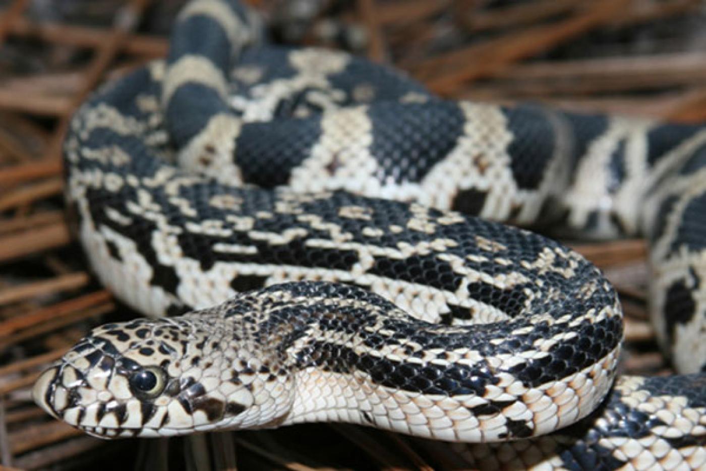 Northern Pine Snake