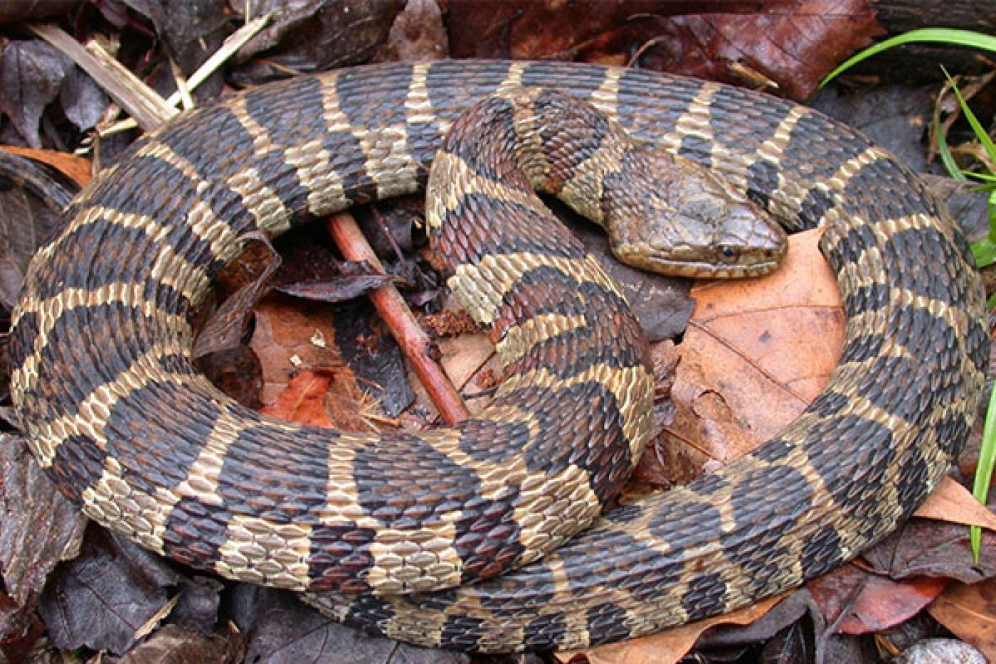 Northern Watersnake
