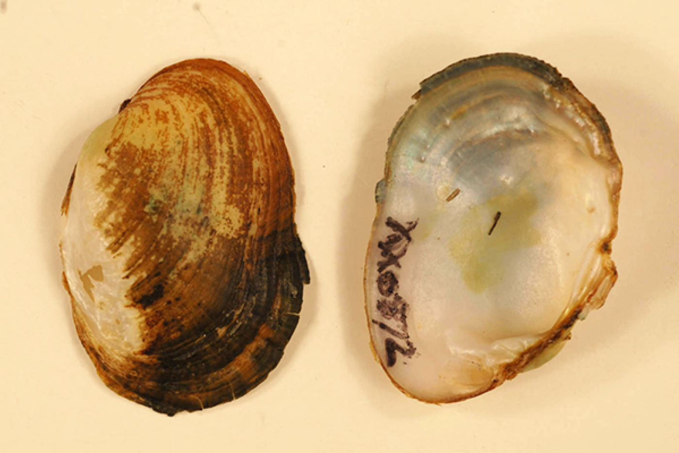 Oyster Mussel